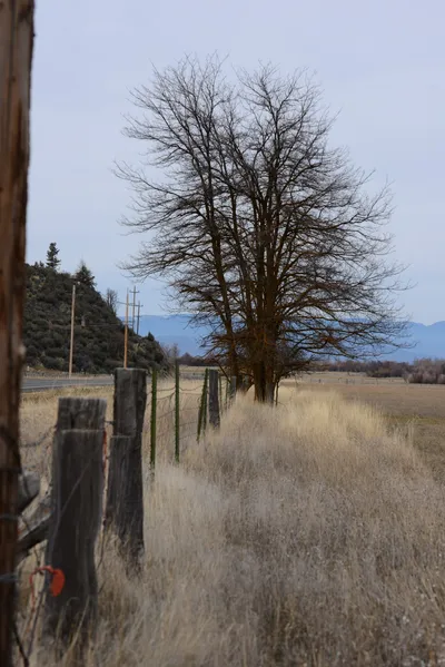 DSC_3078 (Large).JPG